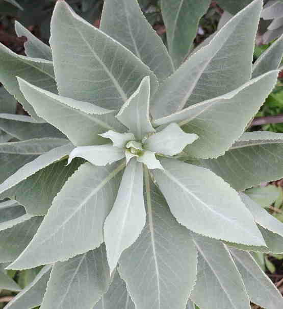 cadeau-psycholoog-of-therapeut-amsterdam