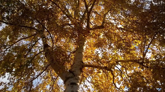 melancholie-en-veerkracht-psycholoog-of-therapeut-amsterdam