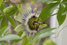 werkwijze-psycholoog-of-therapeut-amsterdam