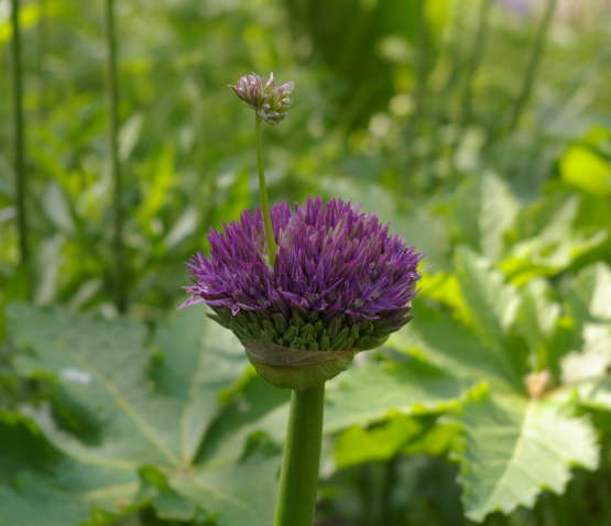 worden-wie-je-bent-psycholoog-of-therapeut-amsterdam